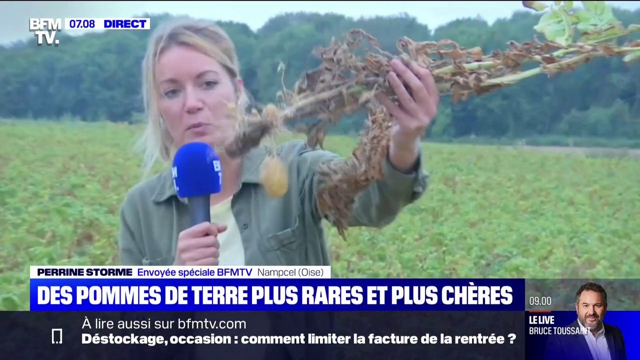 Sécheresse : des pommes de terre plus rares et plus chères