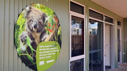 New Koala ward for Werribee’s Open Range Zoo