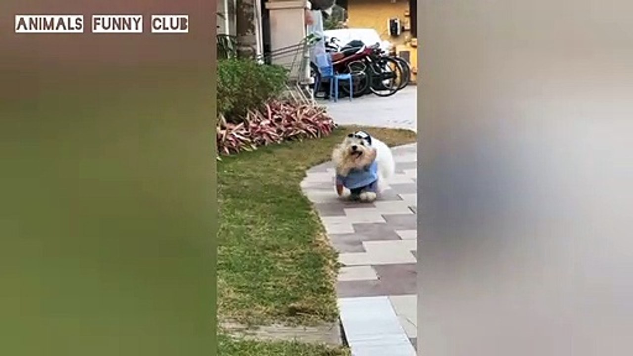 Funny || Dogs funny videos 2022