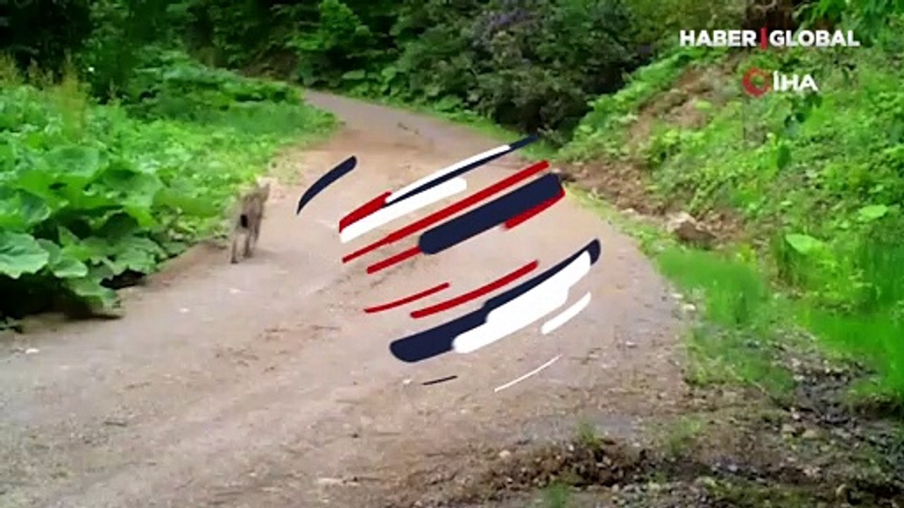 Nesli tükenme tehlikesiyle karşı karşıya! Yalnız başına yürürken görüntülendi