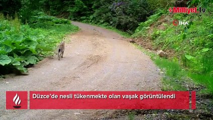 Nesli tükenmekte olan vaşak görüntülendi
