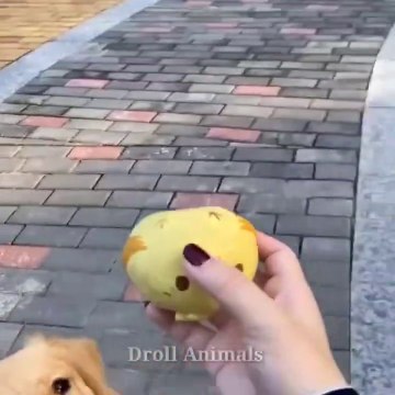 Baby Dogs - Cute and Funny Dog Videos Compilation #31 _ Funniest & Cutest Golden Retriever Puppies