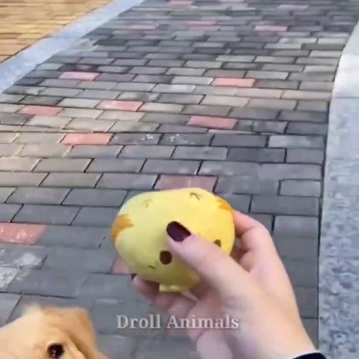 Baby Dogs - Cute and Funny Dog Videos Compilation #31 _ Funniest & Cutest Golden Retriever Puppies