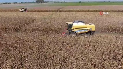 Adana haberleri! Adana'da ilk kez kumda mısır yetiştirildi, rekolte yüz güldürdü