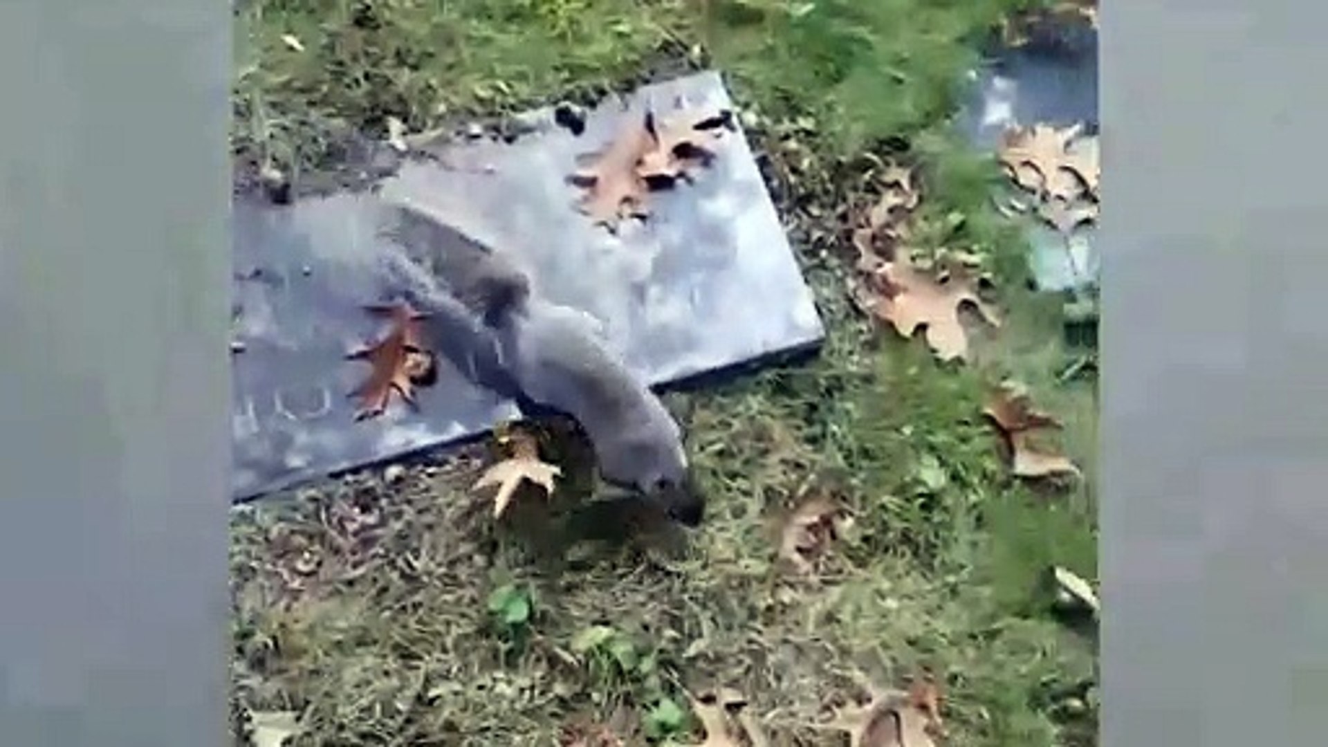 Funny animals Funny animal videos 2022