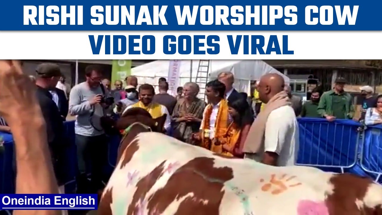 Rishi Sunak worships cow in the UK, video goes...