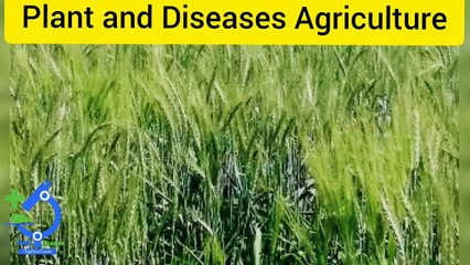 Last Irrigation to Wheat_| گندم کو آخری پانی کب لگائے؟؟_| Plant and Diseases Agriculture