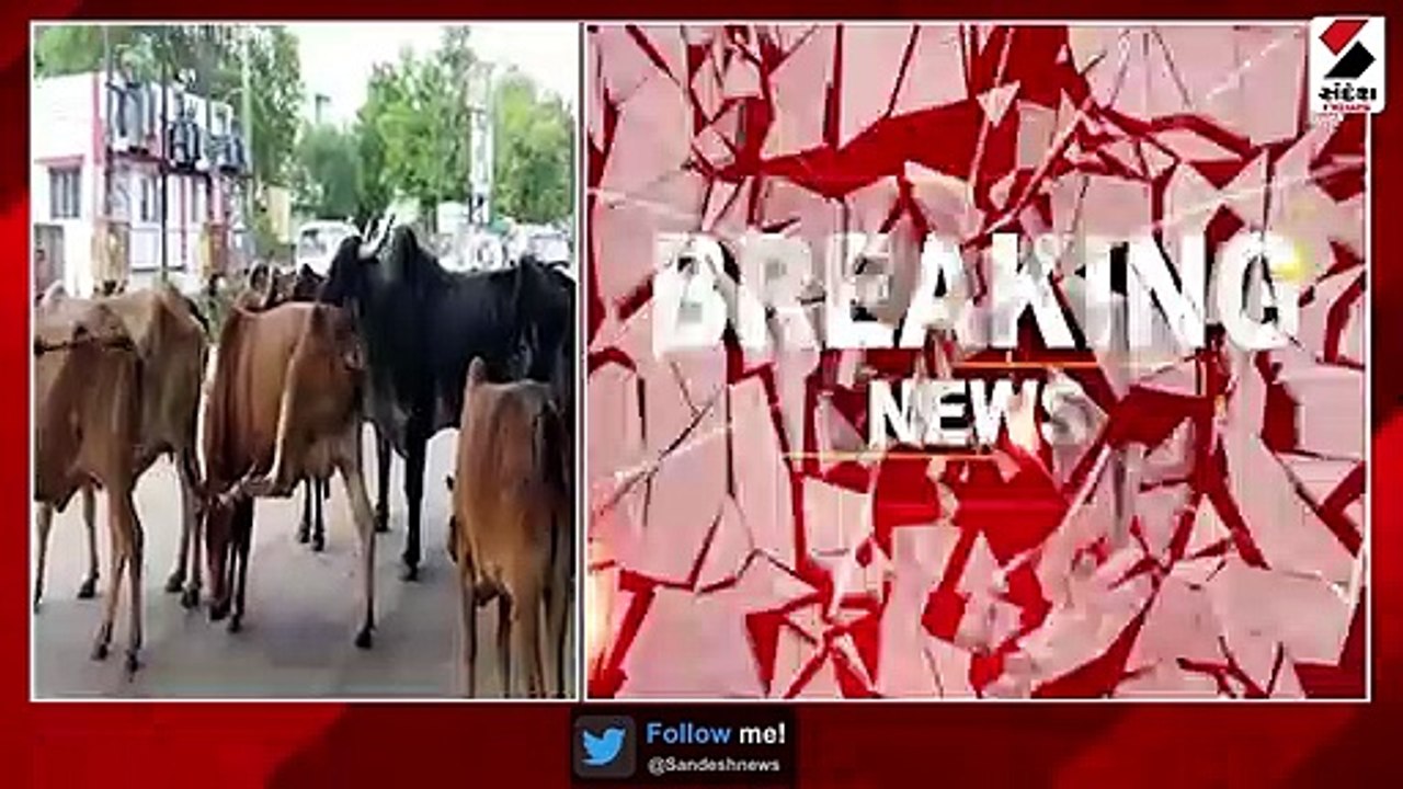 ભાવનગરમાં રખડતા ઢોરે યુવકનો લીધો ભોગ