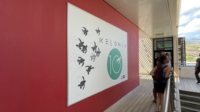 D'une valorisation extractive de la tortue à sa préservation : L'exemple réussi de Kelonia