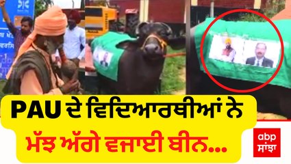 PAU ਦੇ ਵਿਦਿਆਰਥੀਆਂ ਨੇ ਮੱਝ 'ਤੇ CM ਮਾਨ ਦੀ ਤਸਵੀਰ ਲਗਾ ਕੇ ਉਸ ਅੱਗੇ ਵਜਾਈ ਬੀਨ