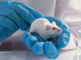 Forscher stellen erstes künstliches Mausembryo her