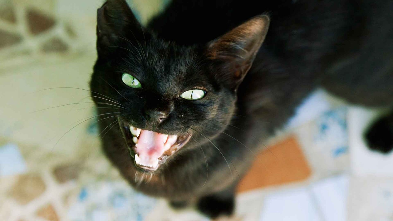 Miauen, Schnurren, Gurren: Was will uns unsere Katze sagen?