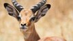 Quelle est la différence entre une gazelle, une antilope et un impala ? - carré