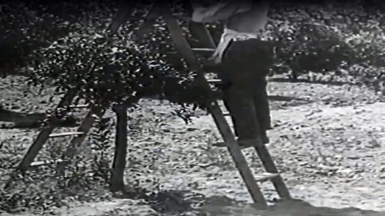 Dick Und Doof Staffel 1 Folge 42 HD Deutsch