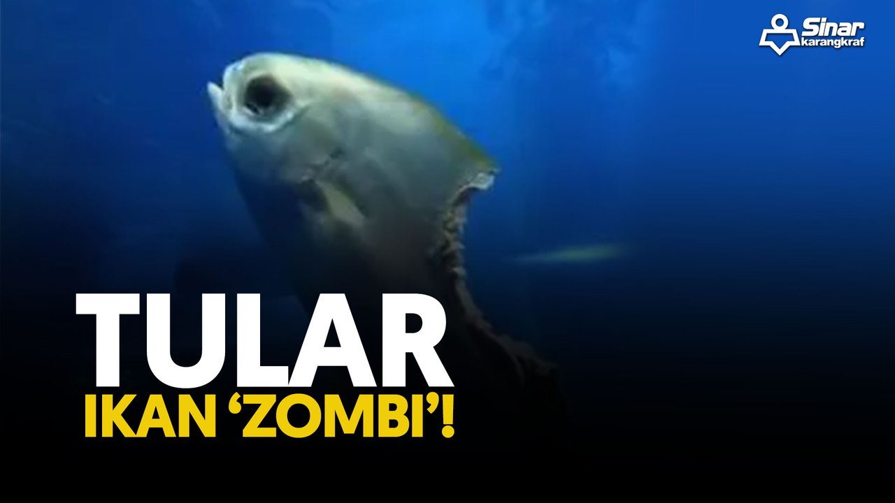 Tular ikan 'zombi'!
