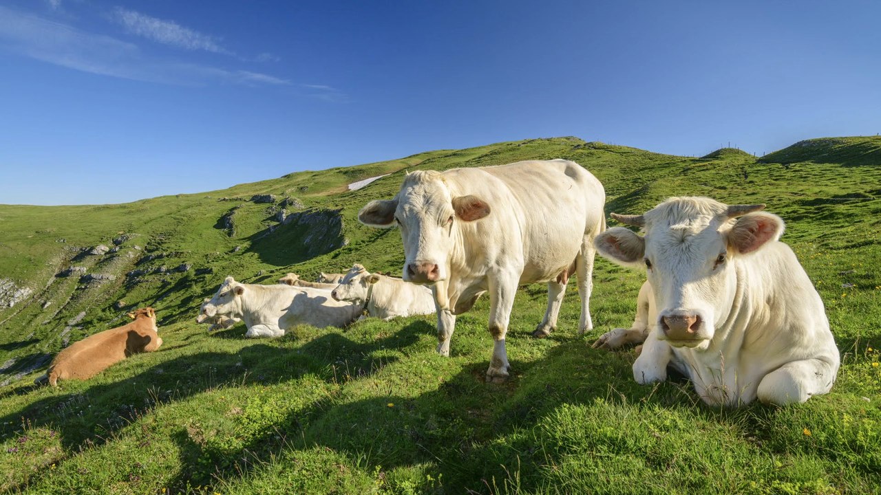 Kuhattacke in kärnten: wanderin von mutterkuh angegriffen