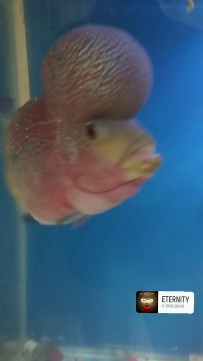 Red horn flower fish, Unique fish in the world, beautiful fish in the world, colorful fish, sea creatures, trending fish video