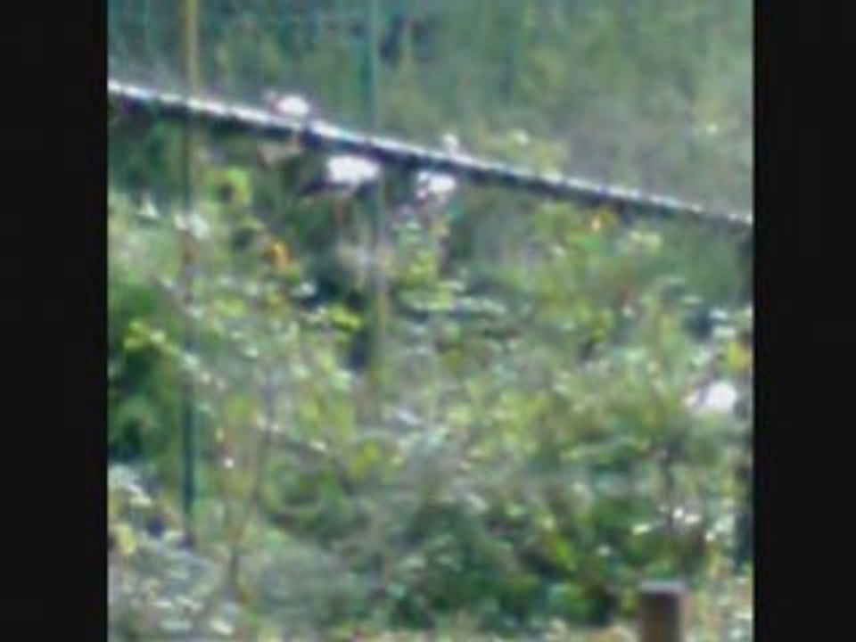 O zoo