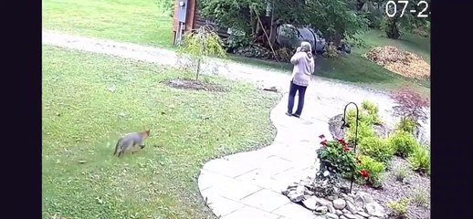 ABD'de kuduz tilkinin kadına saldırma anları kamerada