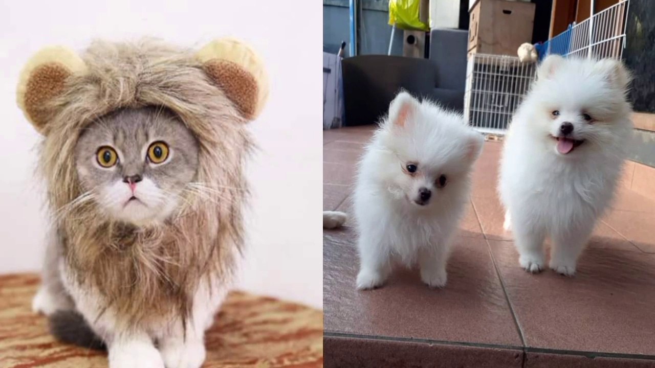 BIKIN NGAKAK ANAK ANJING&KUCING honey sweats baby dogs&cats meao meao