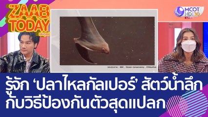 รู้จัก 'ปลาไหลกัลเปอร์' สัตว์ประหลาดน้ำลึก กับวิธีป้องกันตัวสุดแปลก (26 ส.ค. 65) แซ่บทูเดย์