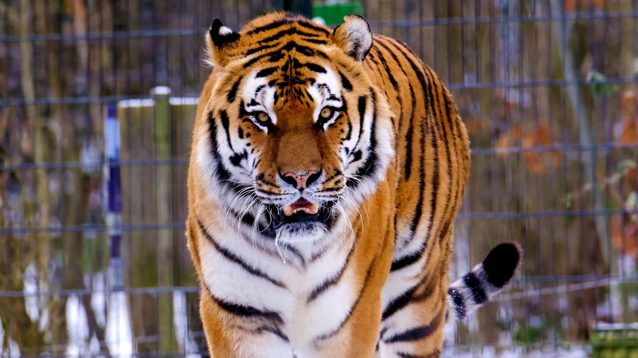 National animals Tigger