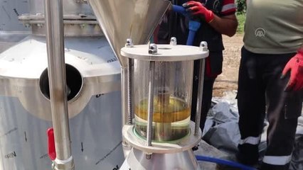Ekilen tıbbi aromatik bitkilerden yağ alınmaya başlandı