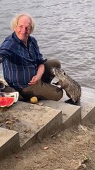Kind Man Feeds Nutria Potatoes and Watermelon