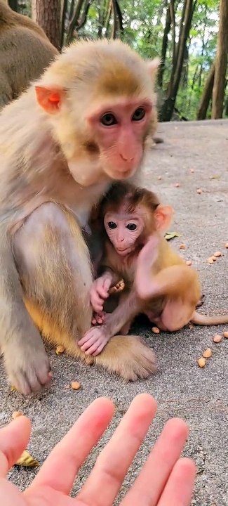 Cute baby monkey