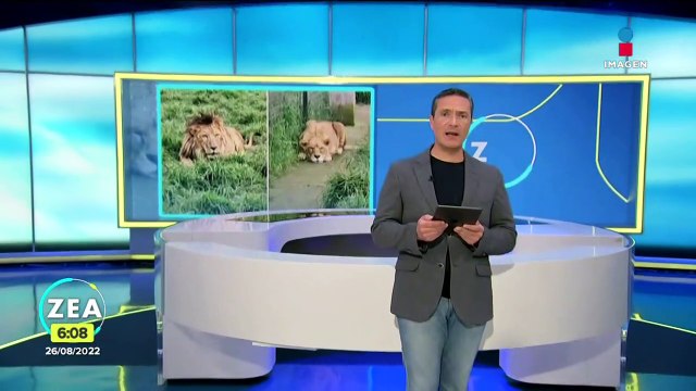 Leones rescatados del refugio Black Jaguar-White Tiger ya tienen hogar en Aguascalientes