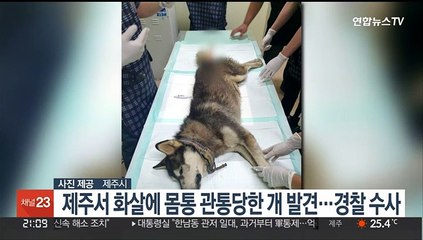 제주서 화살에 몸통 관통당한 개 발견…경찰 수사