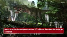 Des traces de dinosaures datant de 113 millions d'années découvertes au Texas !