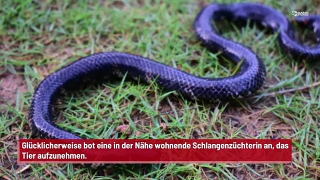 5 Meter lange Python versucht, in ein Haus zu gelangen