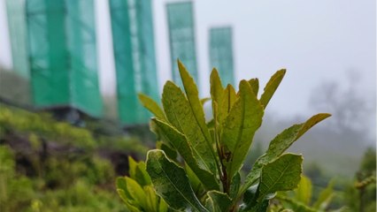 Imiter les plantes pour capter l'eau de l'atmosphère