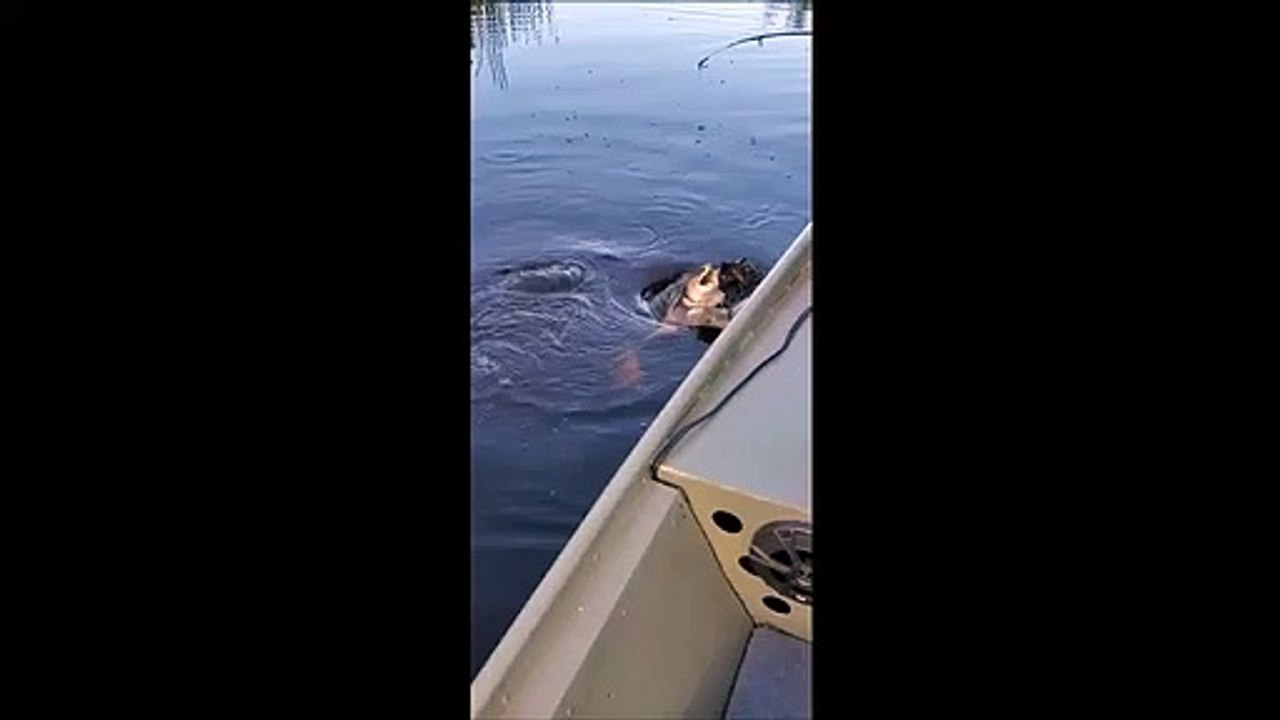 Il tente de libérer une tortue qui a mordu à l'hameçon mais elle ne se laisse pas faire