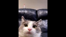 The cat owner made it into an helicopter Funny Animals Clips
