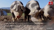 bahaya daging babi bagi yang suka mengkonsumsinya