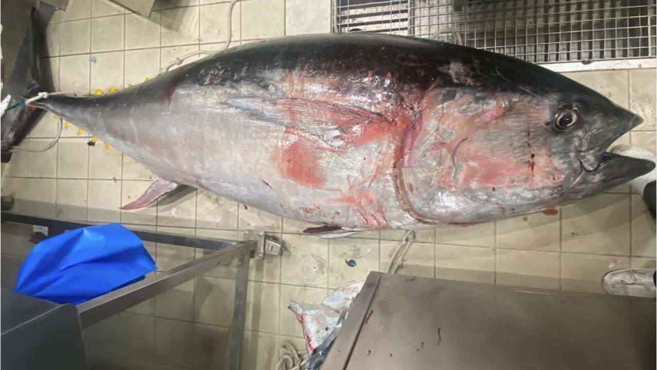 Un immense thon rouge de 248 kilos pêché en Bretagne