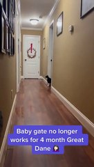 Baby Gate No Longer Works For Great Dane