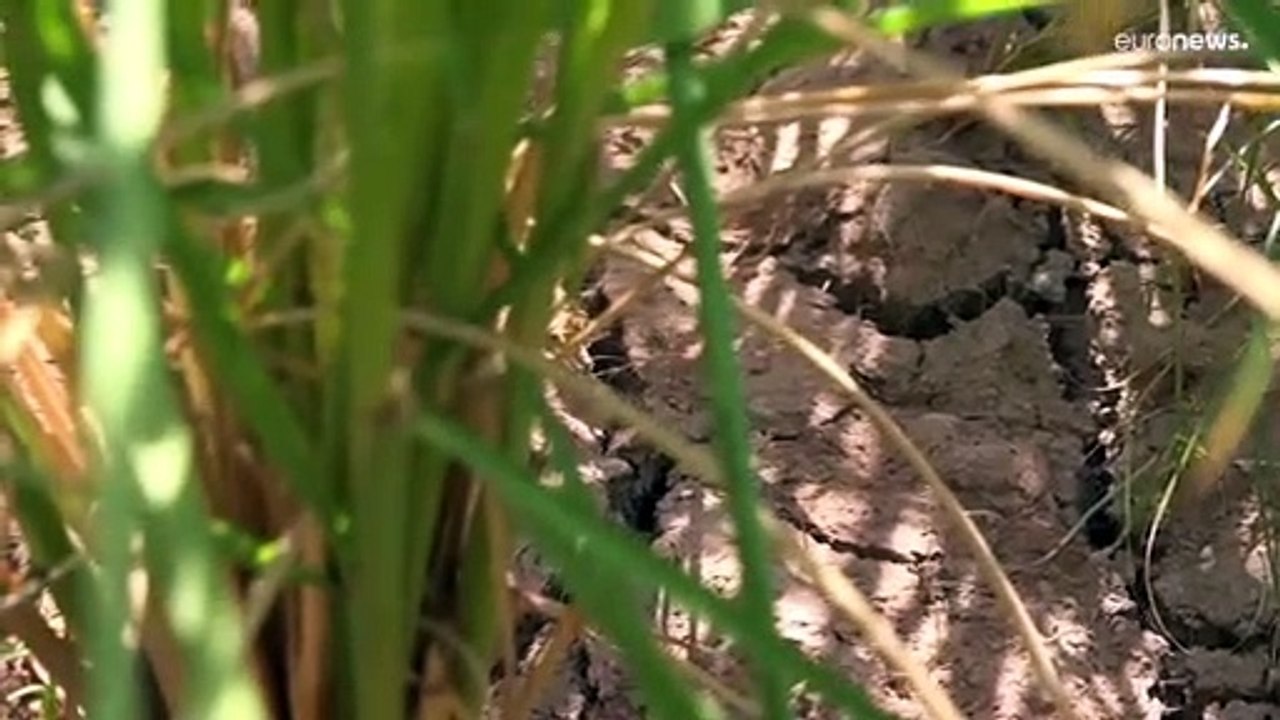 Seca devastadora atinge metade da China