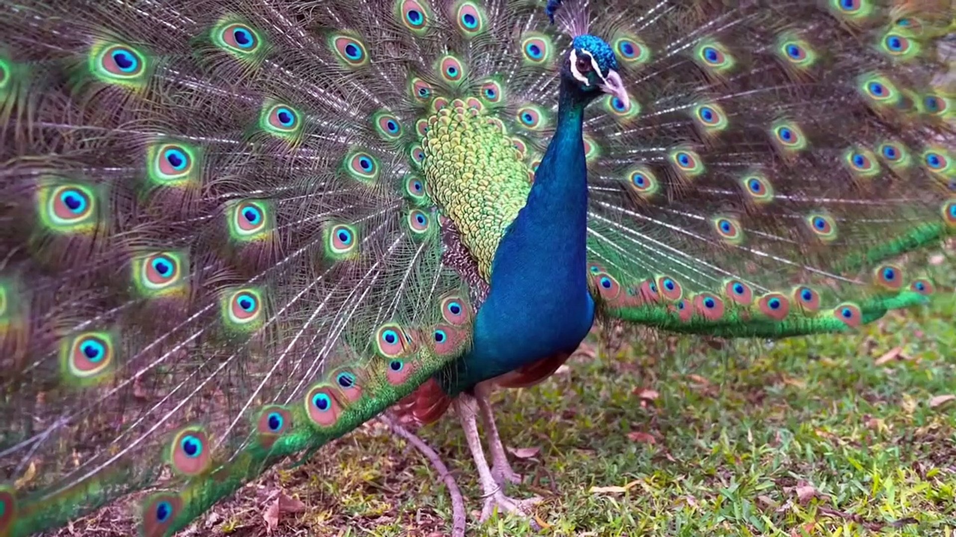 ⁣Amazing Nature and Wildlife Videos, Beautiful Birds & Animals. Relaxing Nature Sounds,