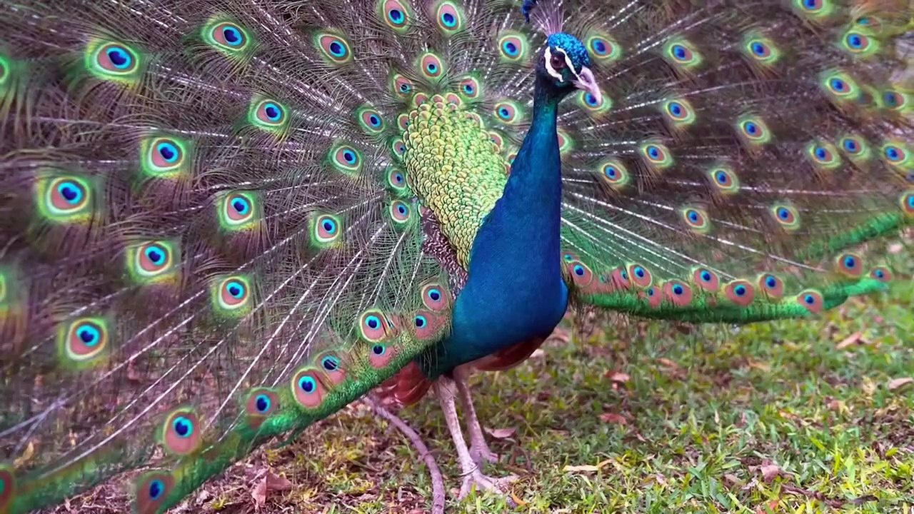 Amazing Nature and Wildlife Videos, Beautiful Birds & Animals. Relaxing Nature Sounds,