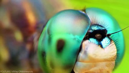 15 Animals With Most Beautiful Eyes In The World