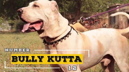 20 Dogs That Are Nightmares To Wild Animals