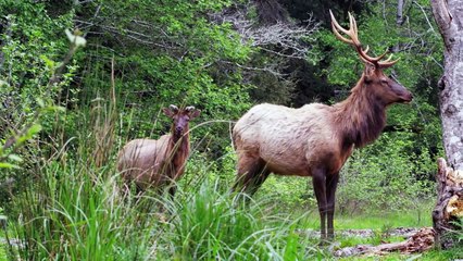 Wild Animal Attacks That Humans Can Defend