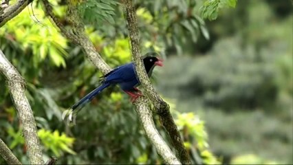 Nature And Wildlife Video – Bird and animal is beautiful creature on our planet