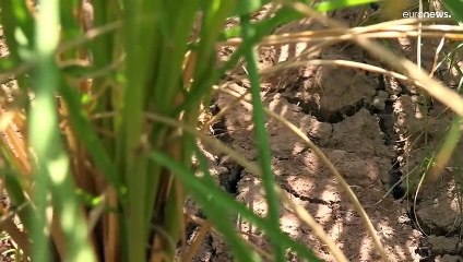 China sufre la ola de calor más intensa en seis décadas
