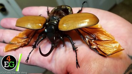 40 Biggest and Most Unique Pets People Actually Own