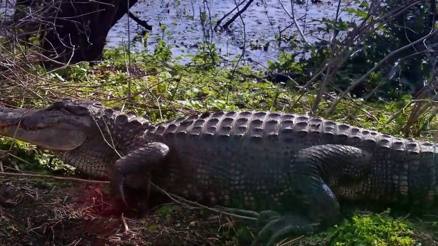 Animals That Made Wrong Entry And Got Punished in the Most Comical Way