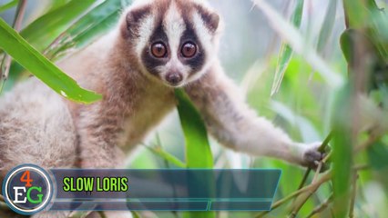 Here Is Why Monkeys Never Mess With Tiny Martens